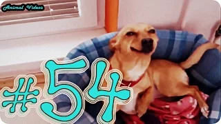 Приколы с животными №54   Собака улыбака HD Смешные животные  Animal videos