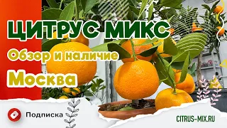 🪴 💚 Обзор цитрусовых, экзотических и комнатных растений в Москве | #комнатныерастения #обзоррастений