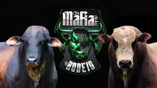 Top 10 melhores touros da cia mafia do boi