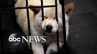 Chinese Dog Meat Festival | Undercover Cameras Reveal Brutality