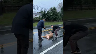 Stunned deer rescued from busy street #animallover #animalrescue #wildliferescue #wildlifelove #deer