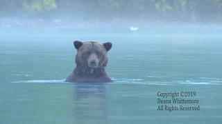 Fishing Bears: Crescent Lake, Alaska