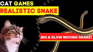 SLOW MOVING Snake Cat Games on Screen - Best Cat Games Catching Snake for Cats to Watch