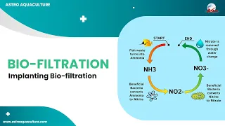 Bio Filtration