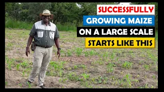 Maize Farming in Zambia: How We Established a Maize Crop at our New Farm