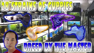 28 Strains of Guppies - Breeding for Profit