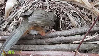 Raise the guardrail to prevent birds from being pushed out by cuckoos把被杜鹃鸟推出来的2只小鸟救助回鸟窝，并且加高了护栏