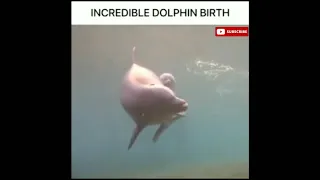 Incredible dolphin birth 🐬 ! pet's Parents.