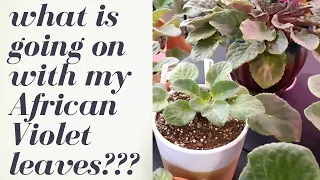 What's Wrong with my Leaves? What's wrong with my African Violet leaves?