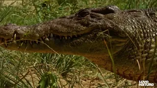 Can Crocodile Mom Protect Her Eggs Against Monster Lizards?