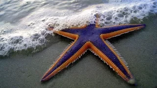 Starfish for Kids with Pronunciation (and with photos)