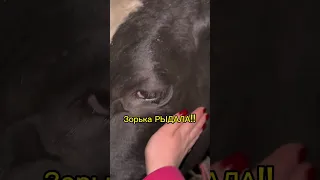 Корова плачет