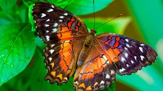 Бабочки в живой природе, на цветах под красивую музыку