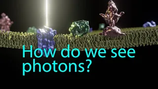 Phototransduction:  How we see photons