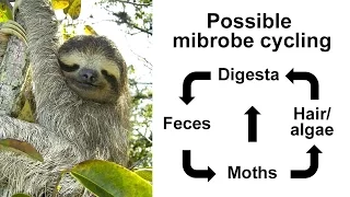 Illumina Webinar: Utilizing mixed amplicon sequencing to investigate tree sloths and symbionts