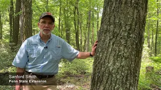 Timber Harvesting Essentials