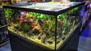 Epic Aquarium Fish and Aquascaping Store - Aquajardin