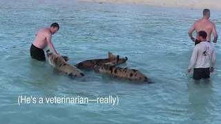 Veterinarian gets bitten on the backside by a wild pig in the Bahamas