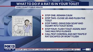 What to do if a rat is in your toilet | FOX 13 Seattle