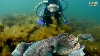 Giant Australian Cuttlefish! (They're almost as big as my kids!)