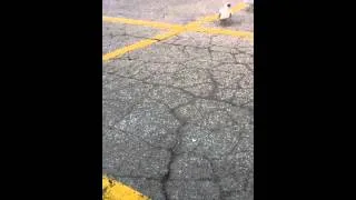 Seagull Eats Small Bird