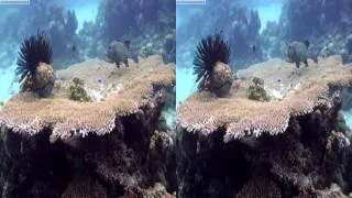 "yt3d:enable=true" - Ocean Circus 3D - underwater around the world - 3D video