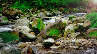 Natural Sounds and Bird Sound Relaxing, Beautiful Forest Sounds for Meditation and Stress Relief
