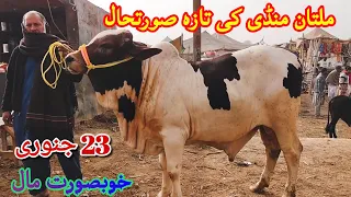 Multan Cow Mandi|Kubsuraat Cholistani, Sahiwal or Ablag Bachroo k kia rates hae?23 Jan Qurbani2021