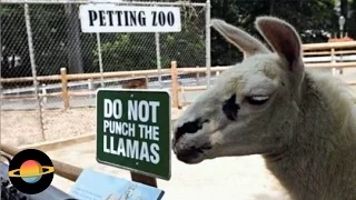 10 funny zoo plaques