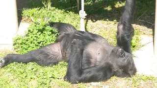 Female Gorilla Wants To Stay With The Silverback | The Shabani Group