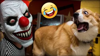 Funniest Animals 2023 😂 Funniest Cats and Dogs 😺🐶 | Part 79 | Sense of Pets