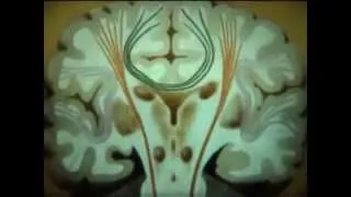 НаучФильм  "Проводящие пути спинного и головного мозга".