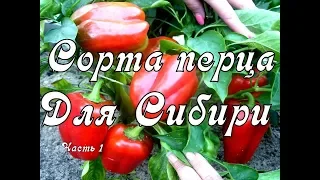 Лучшие Сорта Перца для Сибири 2020. Перец выращиваю в теплице. Видео Часть 1