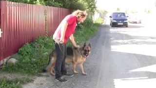 Как отучить? Немецкая овчарка Рада (5 лет) лает на собак и автомобили