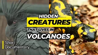 Animals that Live in Volcanoes - Short Documentary