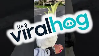 A Lost Cockatoo That Can Talk || ViralHog