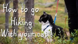 HIKING WITH YOUR CAT ? YOU CAN DO IT !