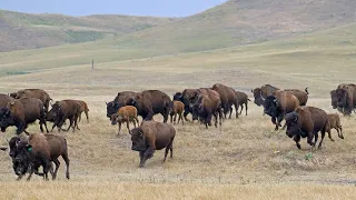 Moving Buffalo for Rotational Grazing