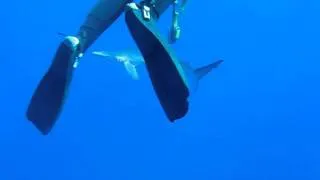 Curious Blue Shark