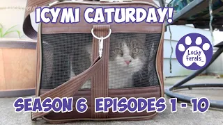 ICYMI Caturday! * Lucky Ferals S6 Episodes 1 - 10 * Cat Videos Compilation