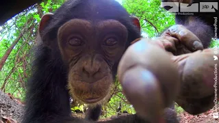 Robotic Spy Tortoise Makes Friends With Cheeky Chimps