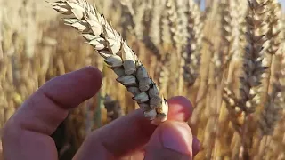 Озимая пшеница. "Балитус".            КФХ " Терра Ностра".