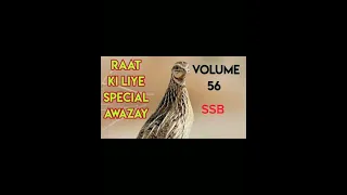 batair ki awaz volume 56 rat k liye,