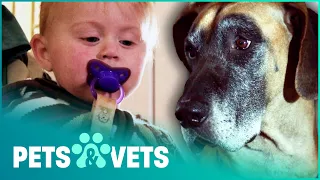 Heroic Great Dane Rescues A Drowning Toddler | Pet Heroes | Pets & Vets