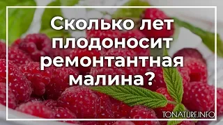 Сколько лет плодоносит ремонтантная малина? | toNature.Info