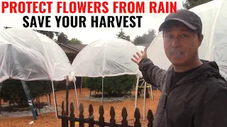 Prevent Cannabis Bud Rot From Rain | Protect or Harvest Flowers?