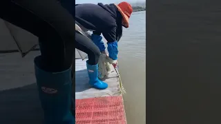 Amazing Asian Cast Net Fishing to Catching a big fish in the river 156