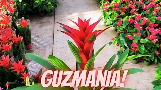 Guzmania BROMELIAD Care Tips: How Do You Care For A Guzmania Plant?