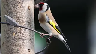 Goldfinch enjoying the sunflower hearts in the garden