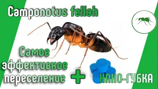 Camponotus fellah переселение муравьев + нано-губка.